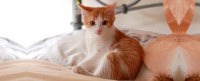 Kittie Tweet Blog