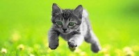 Kittie Tweet Blog2