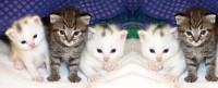 KittieTweet Blog3