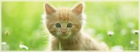 KittieTweet Blog5