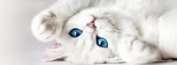 KittieTweet Blog7