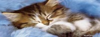 KittieTweet Blog8